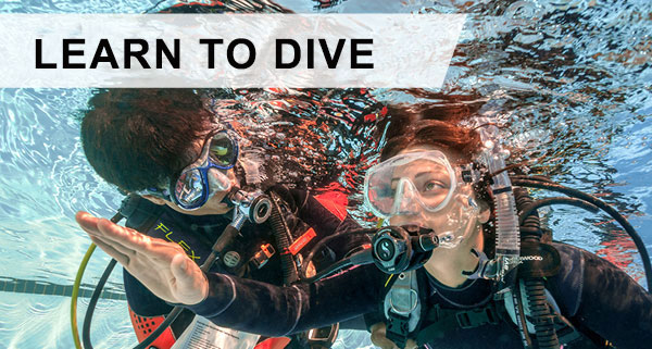 Web-learn-to-dive